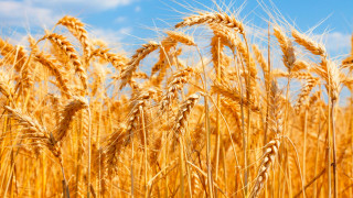 As compared to 2021, wheat import decreased by 50% in the first quarter of 2022