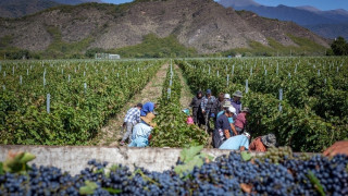 Government to Subsidise Grape Harvest Again This Year